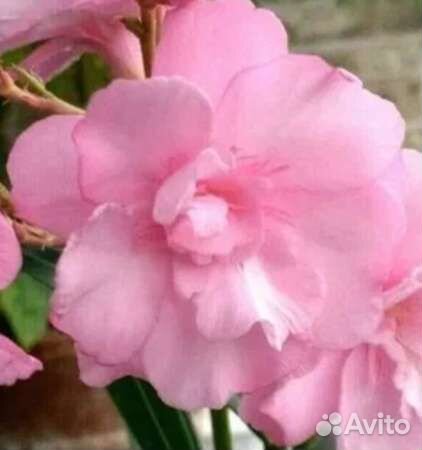 Олеандр махровый