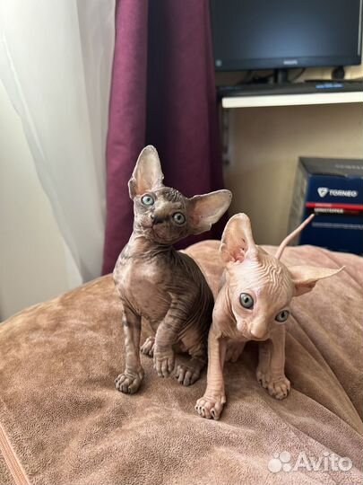 Канадский сфинкс котенок