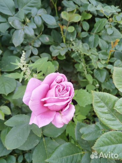 Саженцы роз