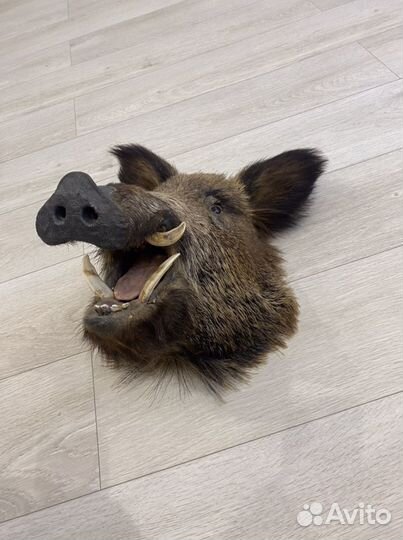 Продам Чучело головы кабана