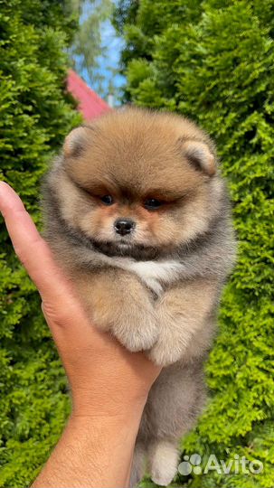 Померанский шпиц мальчик