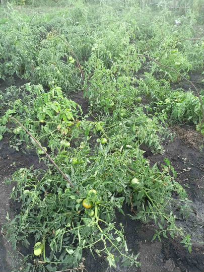 Дача 90 м² на участке 7 сот.