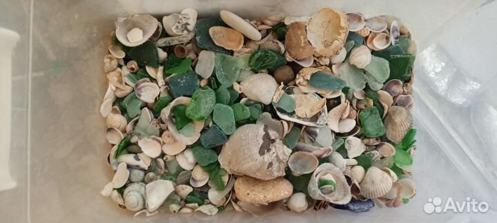 Черноморские ракушки