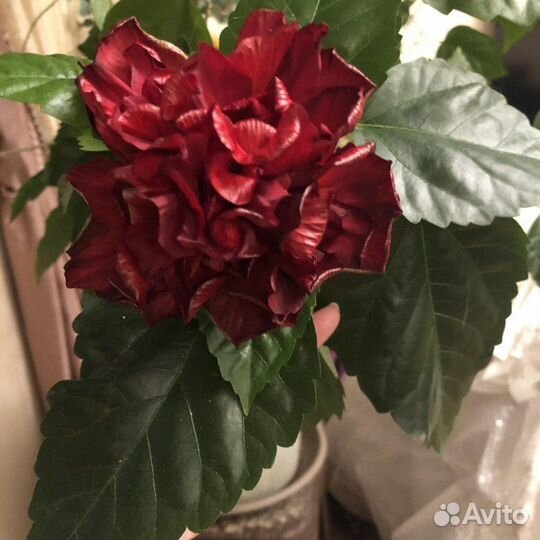 Гибискус китайская роза