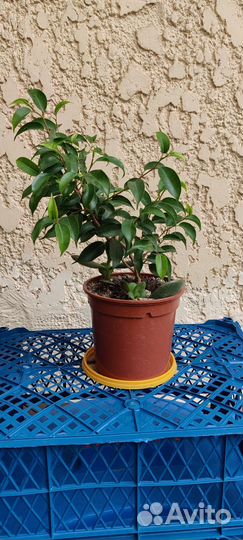 Фикус Бенджамина