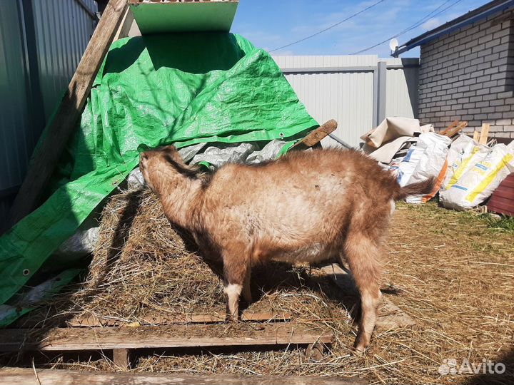 Козел ламанча