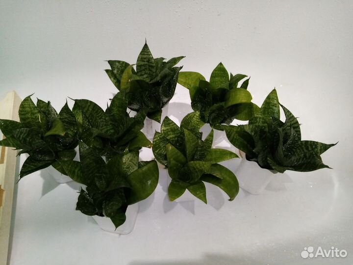 Сансевиерия