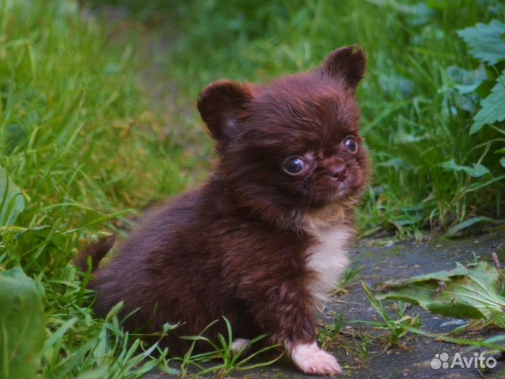 Шоколадный мини мишка