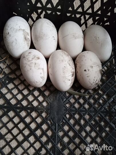 Гусиное яйцо для инкубации