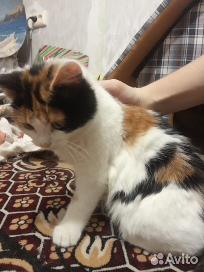 Отдам кошечку 4 мес