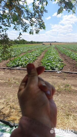 Огурцы свежие оптом. Ростовская обл