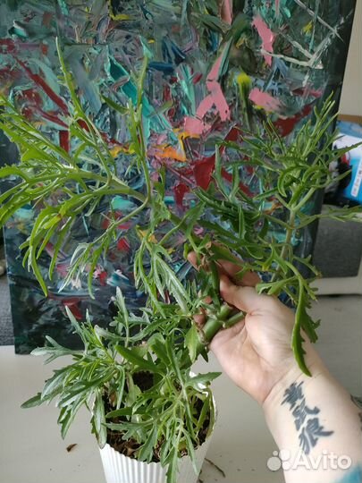 Оленьи рожки