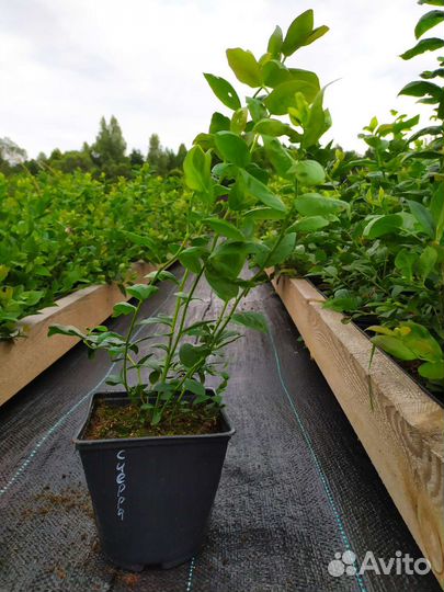 Голубика 2х-летние саженцы