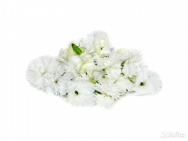 Гвоздика белая (бутоны) / Съедобные цветы