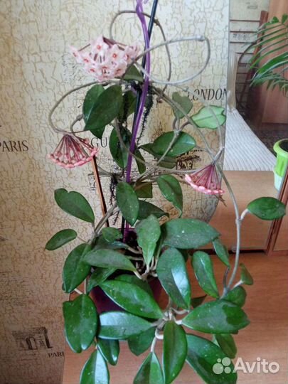 Хойя, Герань королевская