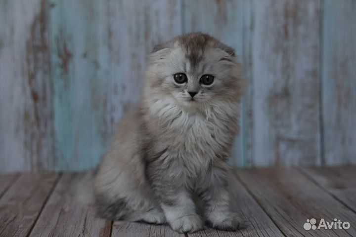 Шотландские вислоухие котята