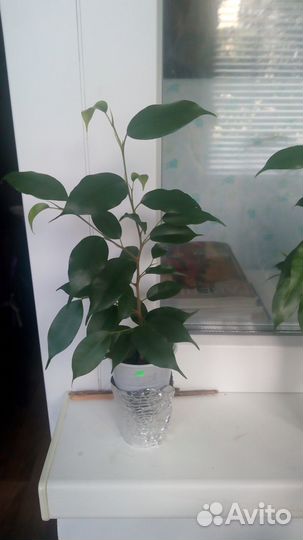 Фикус бенджамина