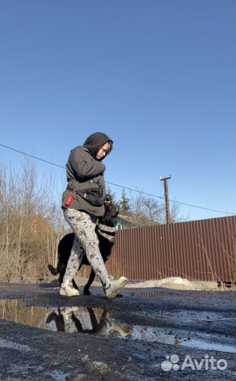 Услуги кинолога