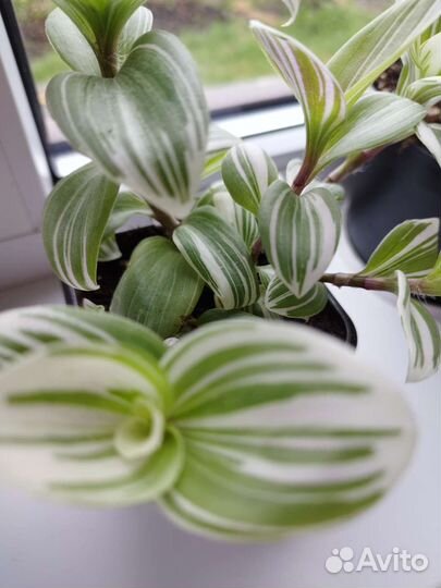 Традесканция