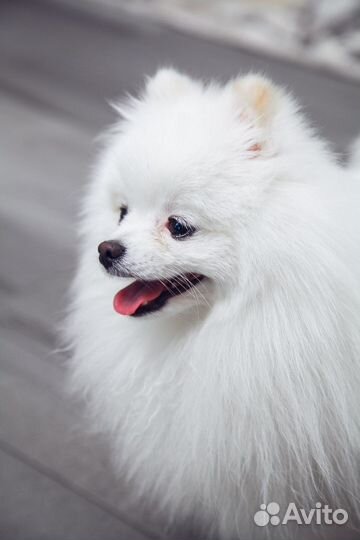 Мини шпиц вязка