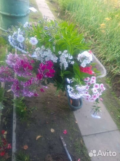 Садовые растения