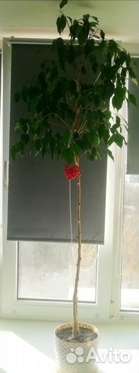 Фикус бенджамина