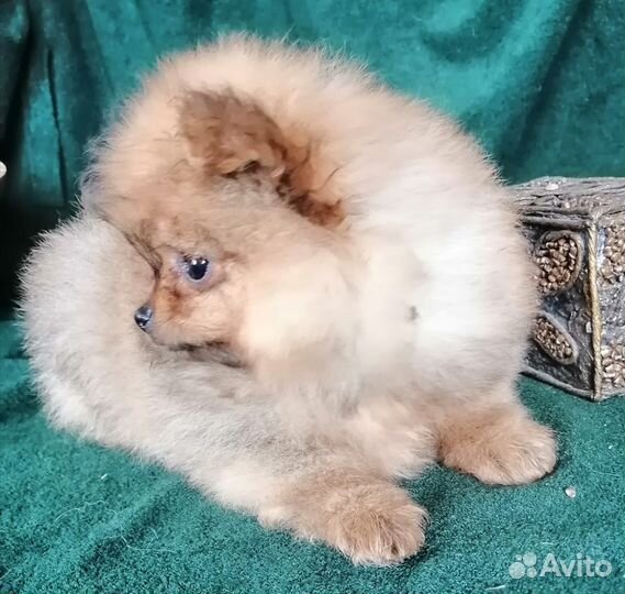 Шпиц