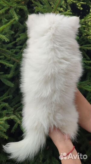 Помски мини хаски