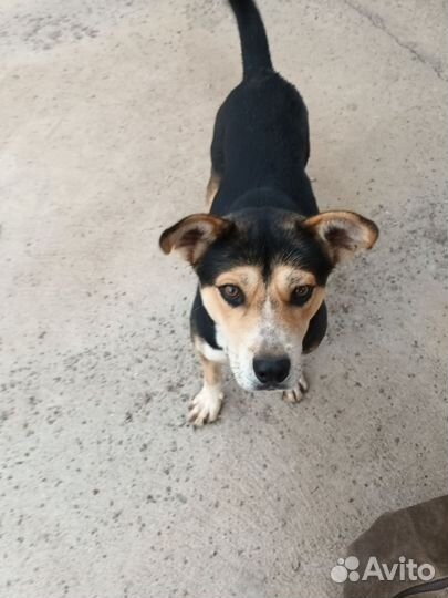 Собака супер охранник