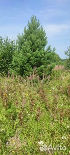 Сосна оптом