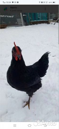 Молодые петушки