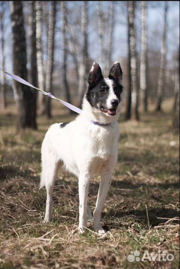 Малышу Мустангу плохо в приюте