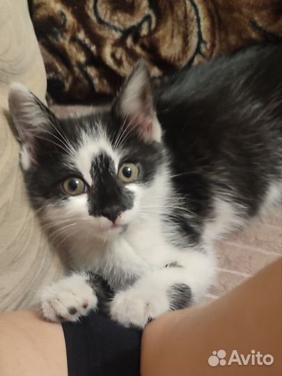 Котик ищет дом