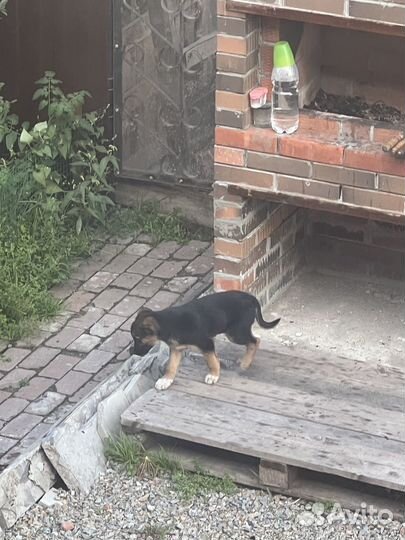 Щенок в добрые руки бесплатно мальчик
