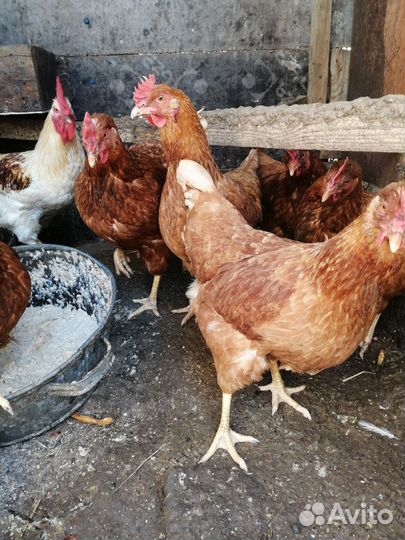 Куры несушки
