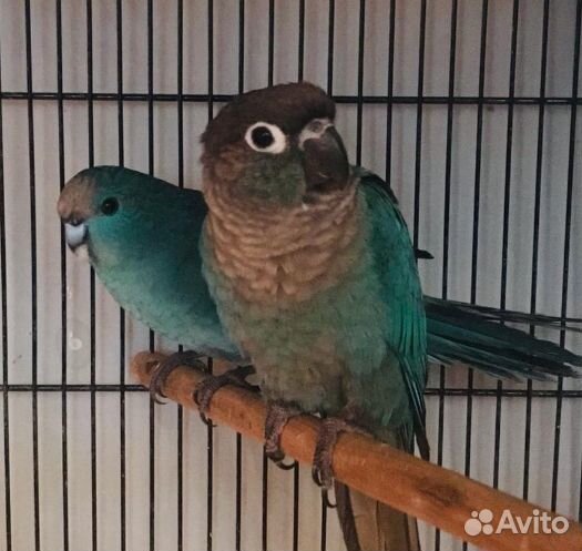 Попугай пиррура птенцы