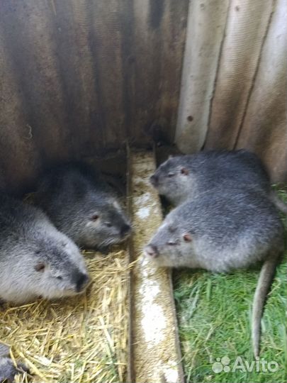 Продаются нутри