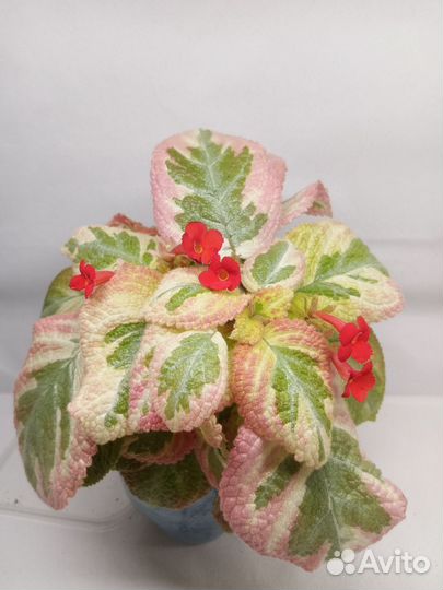 Эписция акварельная