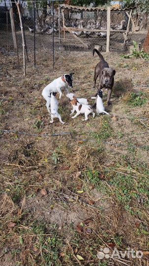 Фокстерьер