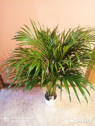 Пальма арека d 17