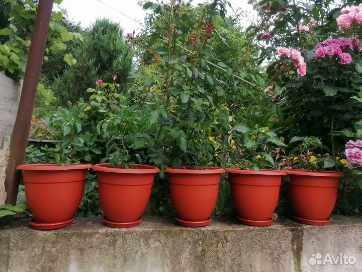 Редкий сорт декоративного перчика Арлекин