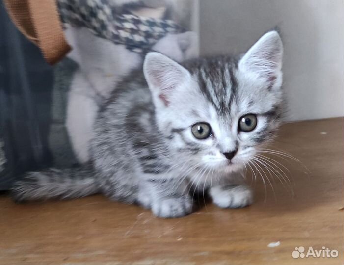 Шотландский котёнок