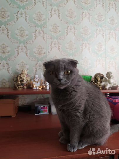 Шотландская вислоухая кошка голубая