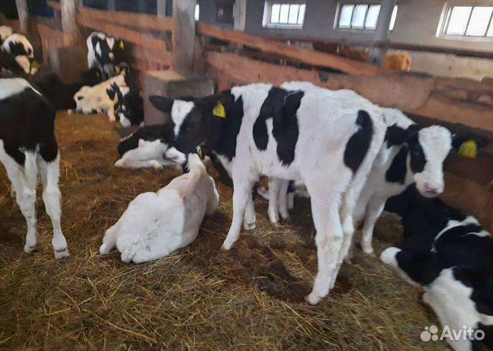 Бычки на откорм