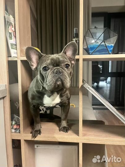 Вязка кобель Французский Бульдог (голубой)