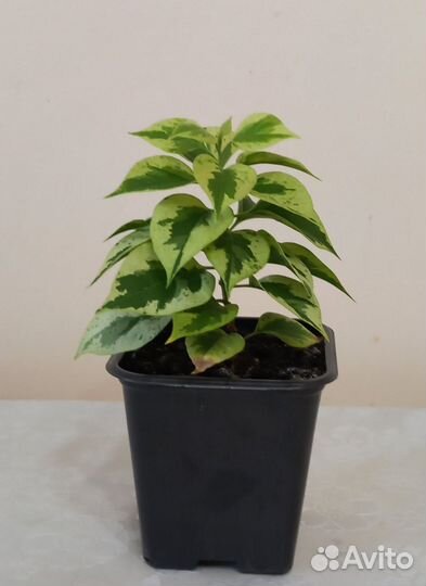 Бугенвиллия Mini Thai Variegata