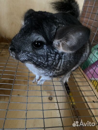Шиншилла