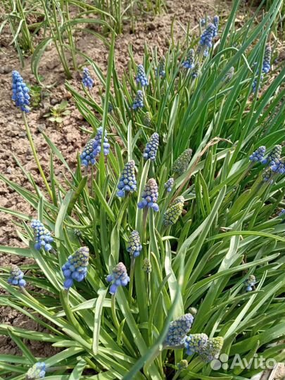 Многолетние цветы