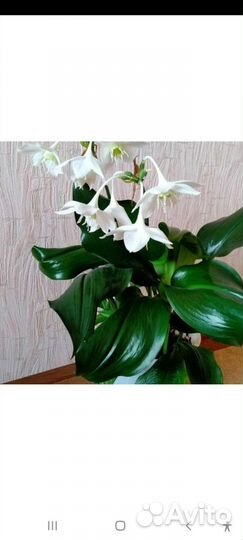 Эухарис амазонская лилия