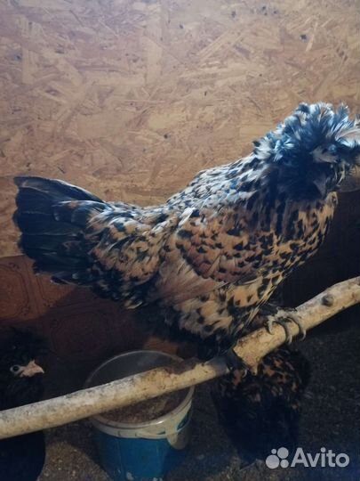 Инкубационное яйцо Павловского золота